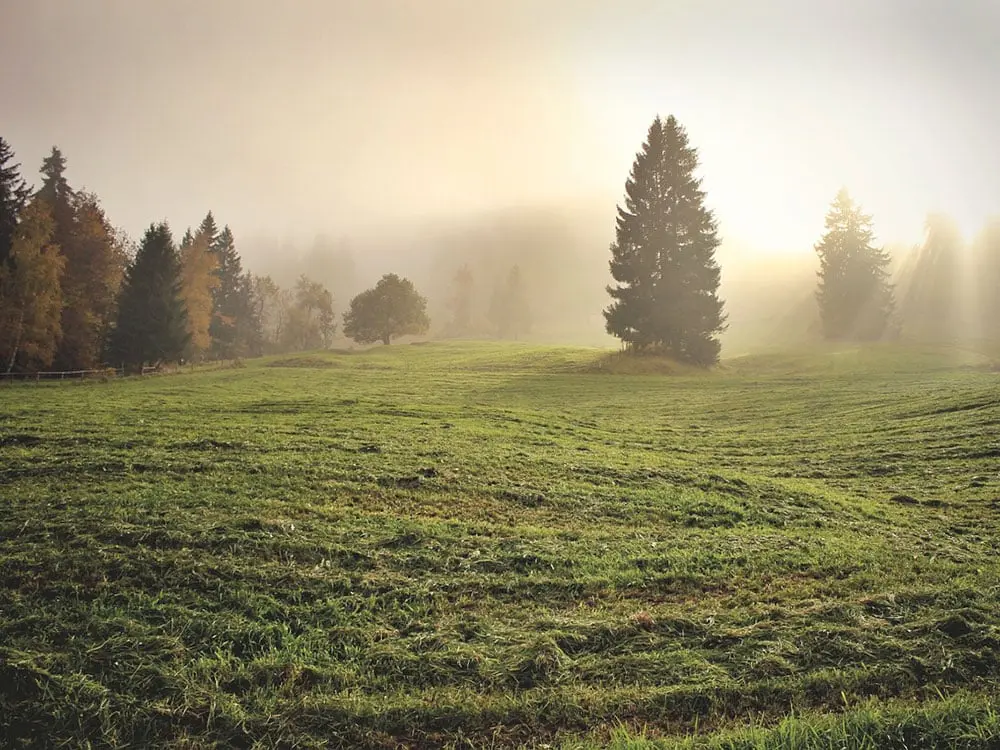 Friedliche Weidelandschaft