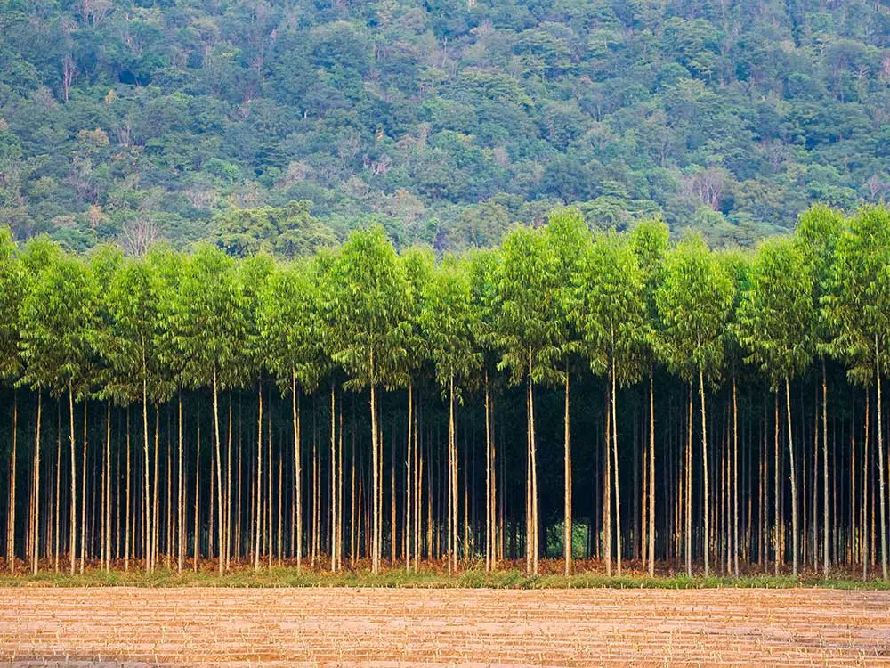 Eukalytusplantage, Monokultur