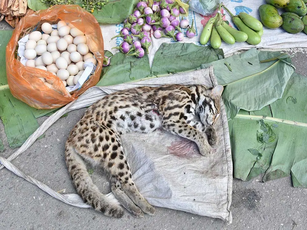 Wildtiermarkt, Tiger, Wildtierhandel, Markt, Asien, Schwarzmarkt