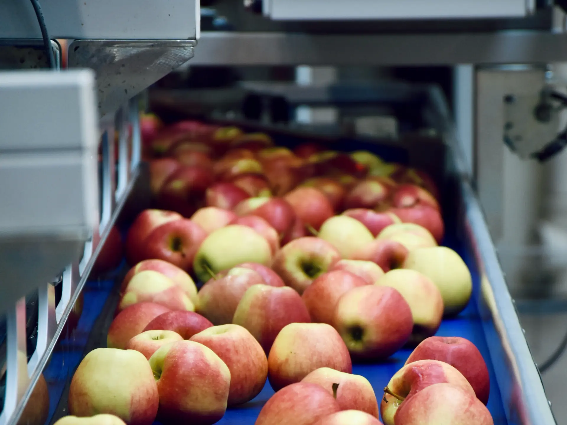 Äpfel auf einem Förderband in einer Produktionsanlage – Grundlage für nachhaltiges Apfelpapier