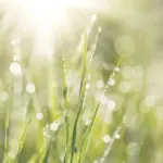 Papier à la Carte Graspapier, natürliche Gräser von einer Wiese, Welches Papier ist umweltfreundlich?