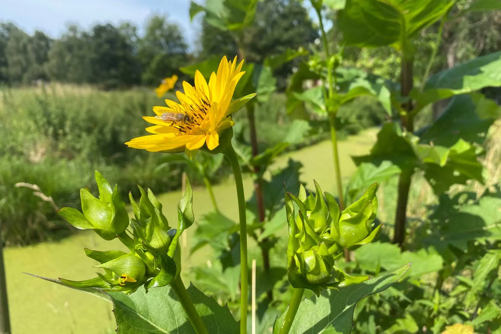 Silphie Silphieblüte Silphiepflanze, Papier à la Carte Silphieblüte mit Bienen, Rohstoff für Silphiepapier