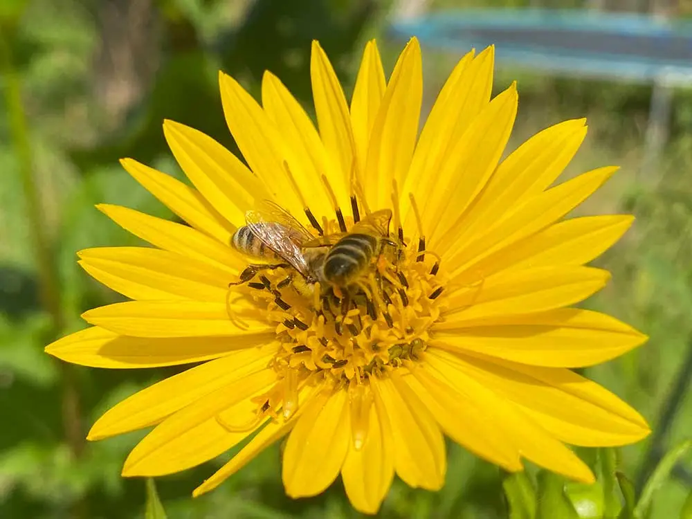 Papier à la Carte Silphie Silphieblüte Silphiepflanze