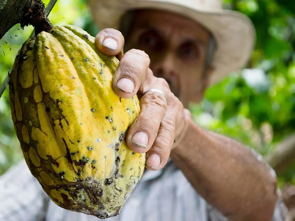 Papier à la Carte_Kakaobauer_Skizzenpapier_Zeichenpapier_Kakaopapier_A4_250g_Pexels Kakaobauer hält eine Kakaofrucht in die Kamera. Aus diesem Kakao wird das Kakaopapier hergestellt von Favini Crush Cocoa.