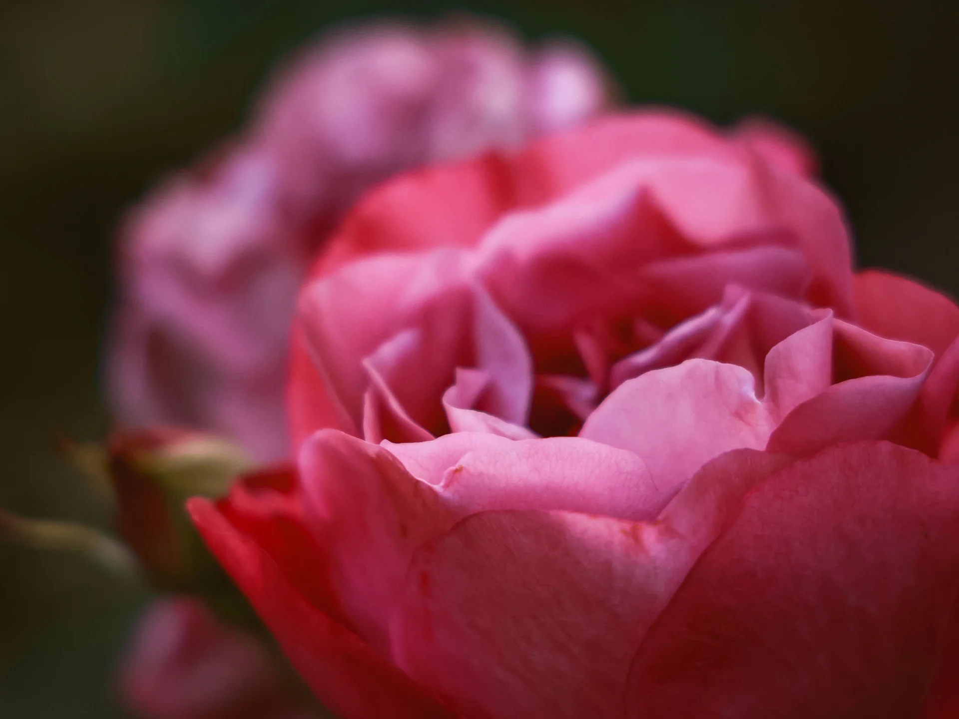Extrem-Nahaufnahme eines echten Rosenblütenblatts eingebettet im Baumwollpapier